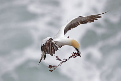 Australasian Gannet