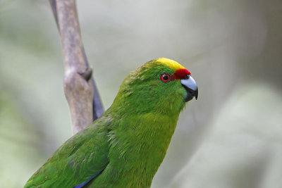 Yellow-crowned Parakeet