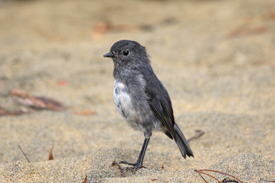 Stewart Island Robin