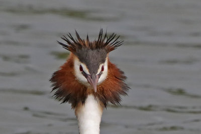 Australasian-Crested Grebe