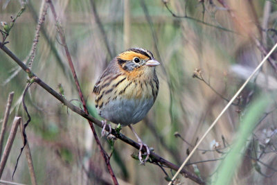 Le Conte's Sparrow