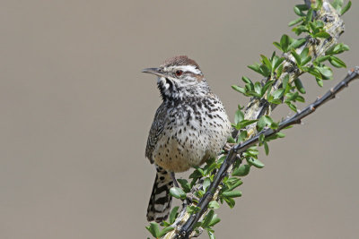 Cactus Wren