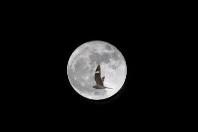 Common Nighthawk/Full Moon