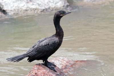 Neotropic Cormorant 