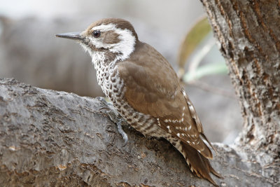 Arizona Woodpecker