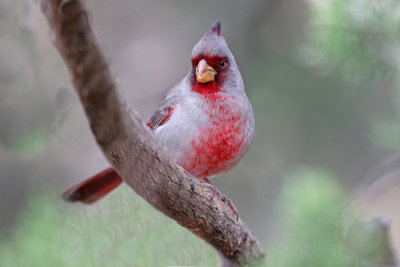 Pyrrhuloxia