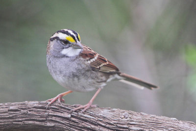 White-throated Sparrow 