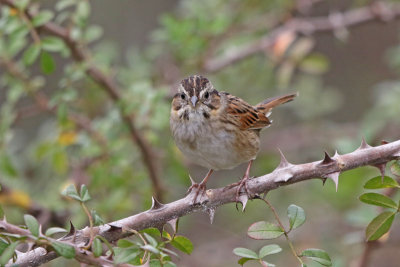 Swamp Sparrow