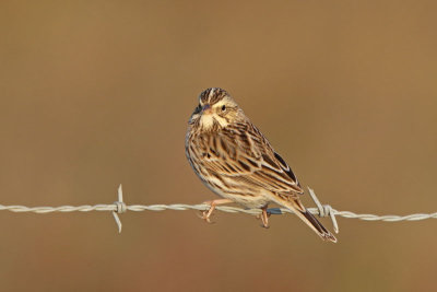 Savannah Sparrow 