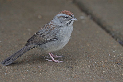 Rufous-crowned Sparrow