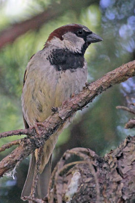 House Sparrow