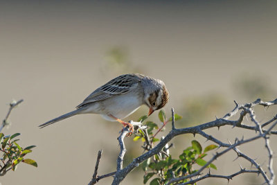 Clay-colored Sparrow