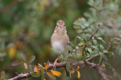 Field Sparrow