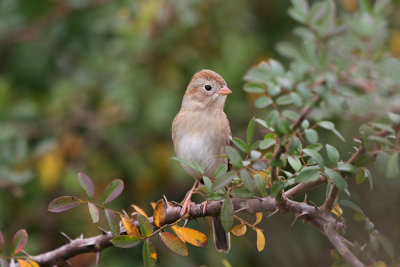 Field Sparrow