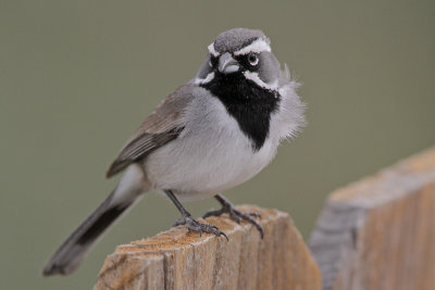 Black-throated Sparrow 