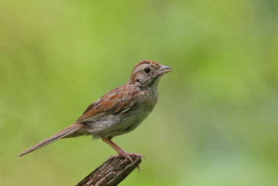 Bachman's Sparrow 