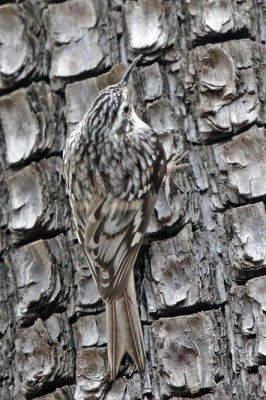 Brown Creeper