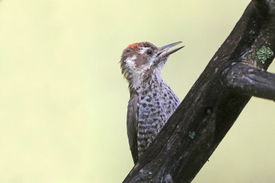 Arizona Woodpecker