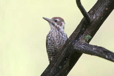 Arizona Woodpecker