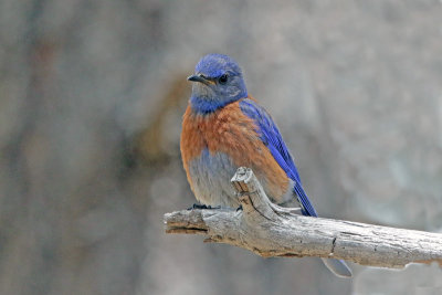 Western Bluebird