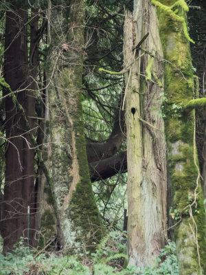 Lower Macleay Trail, no tripod 2014 03 (Mar) 13