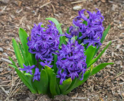 Neighborhood Flowers in Late Winter 2014 03 (Mar) 16