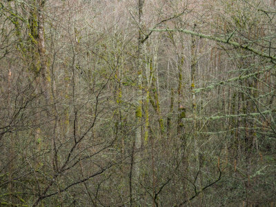 Big Loop Around Gresham Butte Saddle Trail 2014 03 (Mar) 17