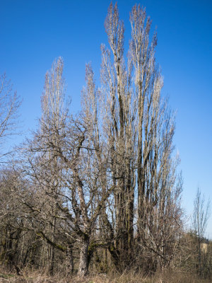 Longest Straightforward Loop on Powell Butte 2014 03 (Mar) 21