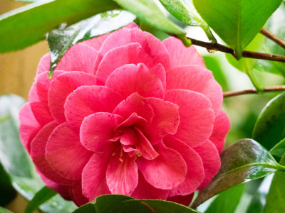 Neighborhood Flowers in Early Spring 2014 03 (Mar) 30