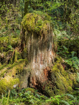 Eagle Creek, Columbia Gorge 2014 04 (Apr) 18