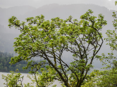 Wahkeena/Multnomah Creek Trails in Columbia Gorge, Oregon 2014 04 (Apr) 25