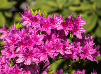 Neighborhood Flowers 2014 04 (Apr) 27