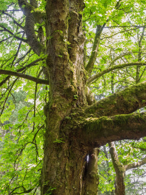 Hoyt Arboretum to Council Crest via Marquam Trail