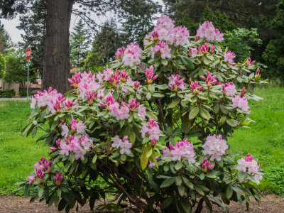 Rapid Progress of Front Yard Rhododendrons
