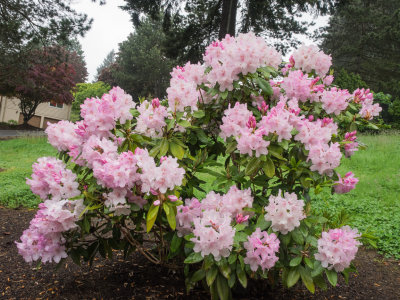 Front Lawn Rhododendron Plant Peaking 2014 05 (May) 08
