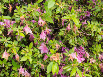 Front Lawn Rhododendron Plant Peaking 2014 05 (May) 08