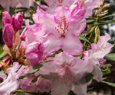 Mother's Day Flowers 2014 05 (May) 11
