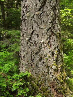 Trapper Creek Trail in Trapper Creek Wilderness, Southwestern Washington 2014 05 (May) 14