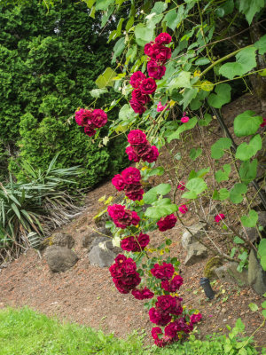 Portland Rose Garden 2014 06 (Jun) 03