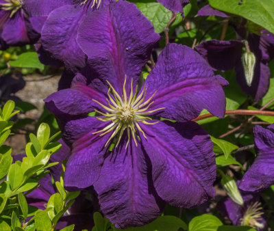 Purple Clematis in Front Yard 2014 06 (Jun) 08