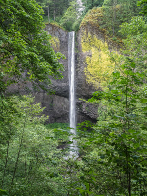 Latourell Falls Loop, Columbia Gorge, Oregon, U.S.A. 2014 06 (Jun) 18