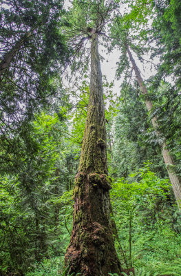 Powell Butte from Visitor Center Parking Lot 2014 06 (Jun) 28