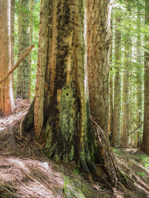 Paradise Park Trailhead to Paradise Park, Mt. Hood, Oregon, U.S.A 2014 07 (Jul) 25