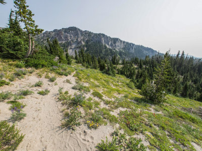 Mt. Hood, Oregon, U.S.A. Elk Meadows Trailhead to Newton/Clark Ridge to 6,350 feet 2014 08 (Aug) 04