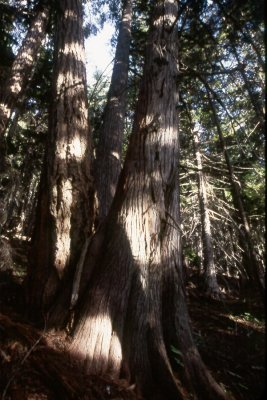 U.S.A., Oregon, East of Mt. Hood, Lookout Mountain 1997 08 (Aug) 31