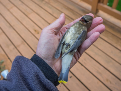 Beautiful Wild Bird Dies in my Hand 2014 10 (Oct) 15