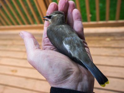 Beautiful Wild Bird Dies in my Hand 2014 10 (Oct) 15
