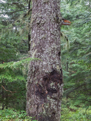 Larch Mountain Crater Loop, Columbia Gorge, Oregon, U.S.A. 2014 10 (Oct) 18