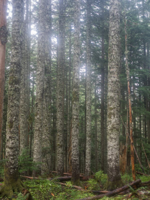 Larch Mountain Crater Loop, Columbia Gorge, Oregon, U.S.A. 2014 10 (Oct) 18