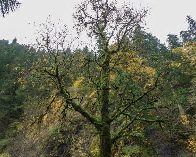 Eagle Creek Trail, Columbia Gorge, Oregon, U.S.A. 2014 10 (Oct) 27